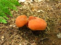 Lactifluus hygrophoroides image