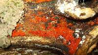 Hormomyces aurantiacus image