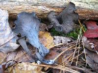 Craterellus fallax image