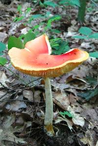 Amanita jacksonii image