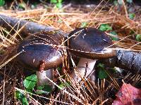 Hygrophorus fuligineus image