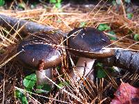 Hygrophorus fuligineus image