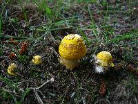 Amanita flavorubescens image