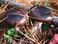 Hygrophorus fuligineus image