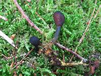 Elaphocordyceps ophioglossoides image