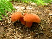 Lactifluus hygrophoroides image