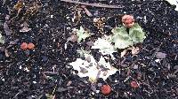 Stropharia rugosoannulata image