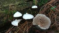 Crepidotus applanatus image