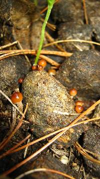 Psilocybe coprophila image