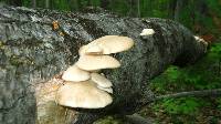 Pleurotus populinus image