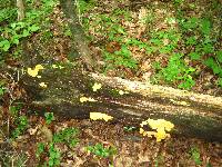 Laetiporus sulphureus image