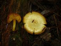 Tricholomopsis sulphureoides image