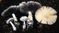 Stropharia rugosoannulata image