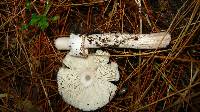 Amanita rubescens var. rubescens image