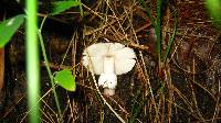 Amanita rubescens var. rubescens image