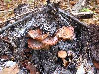 Armillaria solidipes image