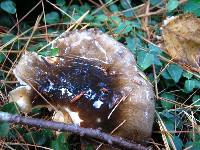 Hygrophorus fuligineus image