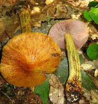 Cortinarius corrugatus image