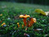 Cantharellus minor image