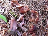 Gyromitra esculenta image