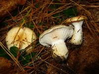 Image of Hygrophorus flavodiscus