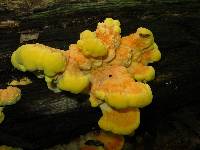 Laetiporus sulphureus image