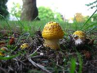 Amanita flavorubescens image