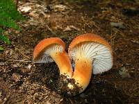 Lactifluus hygrophoroides image
