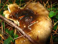 Hygrophorus fuligineus image