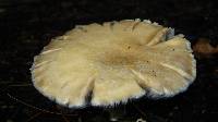 Stropharia rugosoannulata image