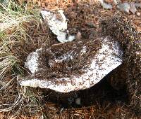 Russula brevipes image