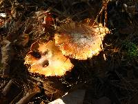 Cortinarius caperatus image