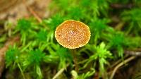 Galerina paludosa image