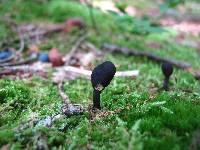 Elaphocordyceps ophioglossoides image