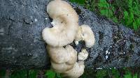 Pleurotus populinus image