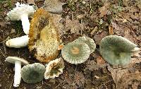 Russula parvovirescens image