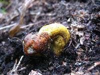 Elaphocordyceps capitata image