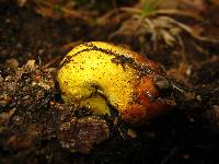 Elaphocordyceps capitata image