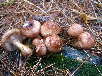 Armillaria solidipes image