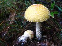 Amanita muscaria var. guessowii image