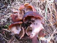 Gyromitra esculenta image