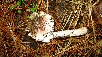 Amanita rubescens var. rubescens image