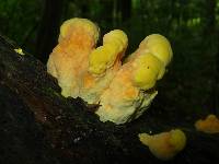 Laetiporus sulphureus image