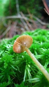 Galerina paludosa image