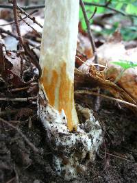 Amanita jacksonii image