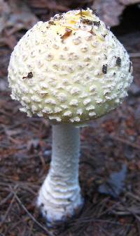 Amanita muscaria var. guessowii image