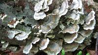 Trametes versicolor image