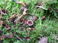 Elaphocordyceps ophioglossoides image