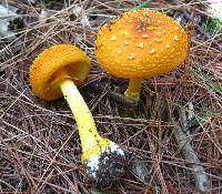 Amanita flavoconia image