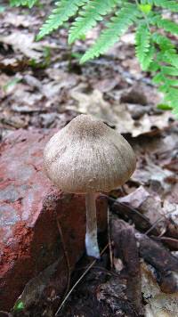 Entoloma vernum image